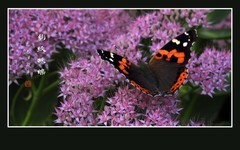 恰似花中花的豹纹蛱蝶