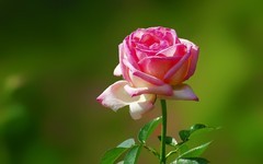 [26130] 流花湖的月季