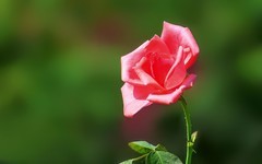[26130] 流花湖的月季