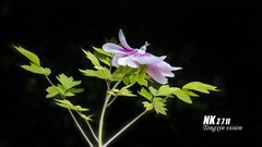 洛阳王城园里的牡丹（1）