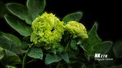 洛阳王城园里的牡丹（1）