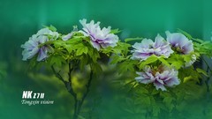 洛阳王城园里的牡丹（1）