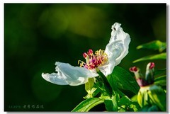 京城牡丹正当时！