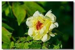 京城牡丹正当时！