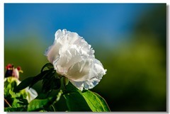 京城牡丹正当时！