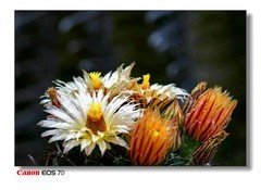 花花草草-5