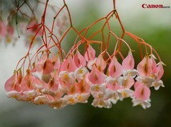 花花草草-5