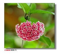 花花草草-5