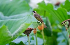 随拍——荷塘白头鹎