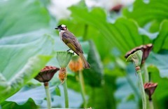 随拍——荷塘白头鹎