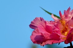 三伏天的芙蓉花开