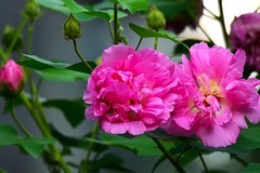 三伏天的芙蓉花开
