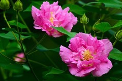 三伏天的芙蓉花开