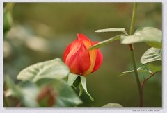 月季花【丙午年-266】