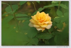 月季花【丙午年-266】