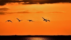 【视觉光影】美 丽 的 大 天 鹅 （24）