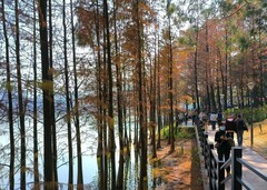 再逛麓湖。