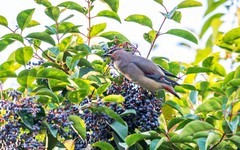 太平鸟（十三）