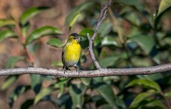 小黄雀（六十二）