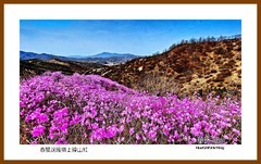 春风送暖岭上映山红、祝朋友们五一节快乐——2026我爱家乡（岫岩县兴隆镇黄岭）