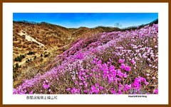 春风送暖岭上映山红、祝朋友们五一节快乐——2026我爱家乡（岫岩县兴隆镇黄岭）