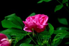 五一节——鲜花献给劳动者