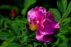 五一节——鲜花献给劳动者