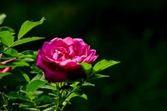 五一节——鲜花献给劳动者
