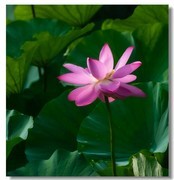 荷花（四十九）