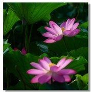 荷花（四十九）