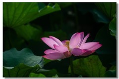 荷花（四十四）