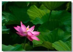 荷花（四十四）
