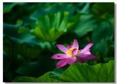 荷花（四十四）