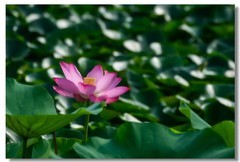 荷花（四十六）