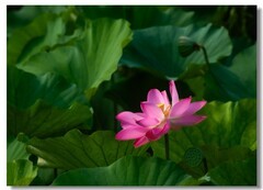 荷花（四十六）