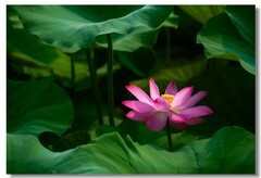 荷花（四十六）