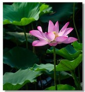 荷花（四十七）