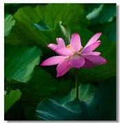 荷花（四十七）