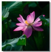 荷花（四十八）
