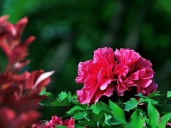 【视觉光影】国 色 天 香（19）