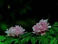 【视觉光影】国 色 天 香（19）