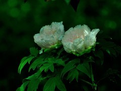 【视觉光影】国 色 天 香（19）