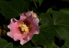 2025花卉植物赏析——芙蓉花【2】