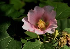 2025花卉植物赏析——芙蓉花【2】