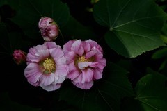 2025花卉植物赏析——芙蓉花【2】