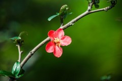 枫香湖儿童公园