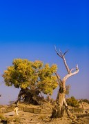 外出随拍（628）.