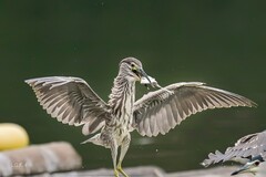 贪心的绿鹭，狼吞虎咽