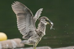 贪心的绿鹭，狼吞虎咽