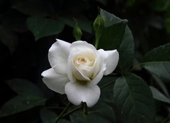 白月季